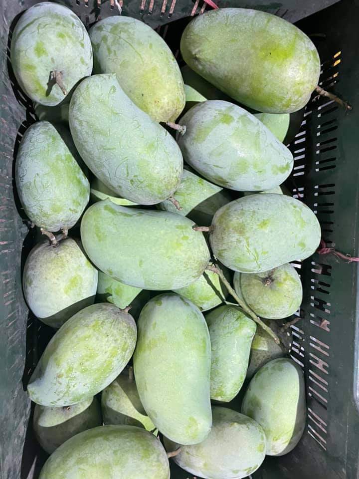 Kesar mango