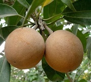 Sapota