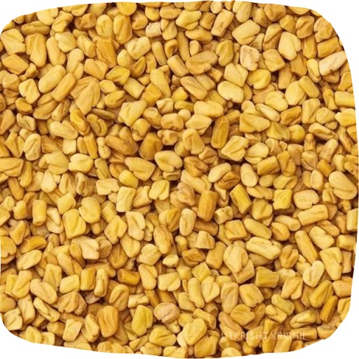 Fenugreek seed