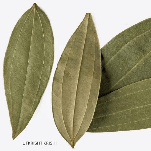 Indian bay leaf