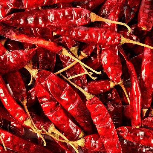 Red chilli