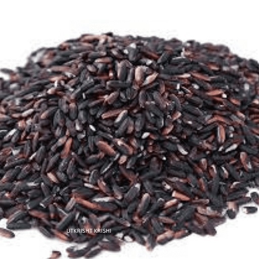 Black rice