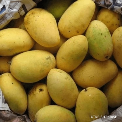 Chaunsa mango