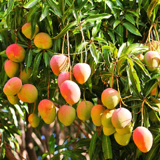 Organic Mango (fresh)