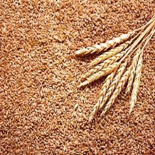 Organic Wheat