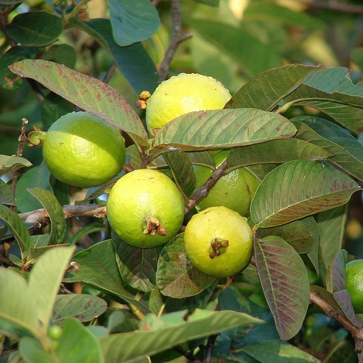 Organic Guava Fruits