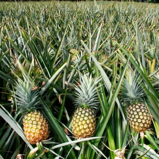 Organic Pineapples