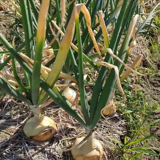 Organic Onion