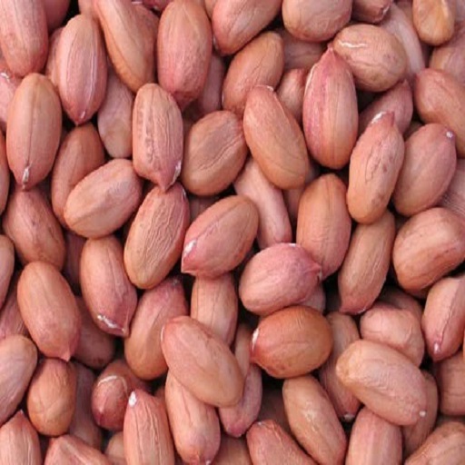 Organic Groundnut