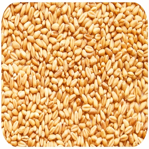 Organic Wheat