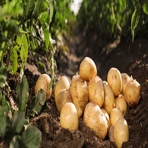 Organic Potatoes