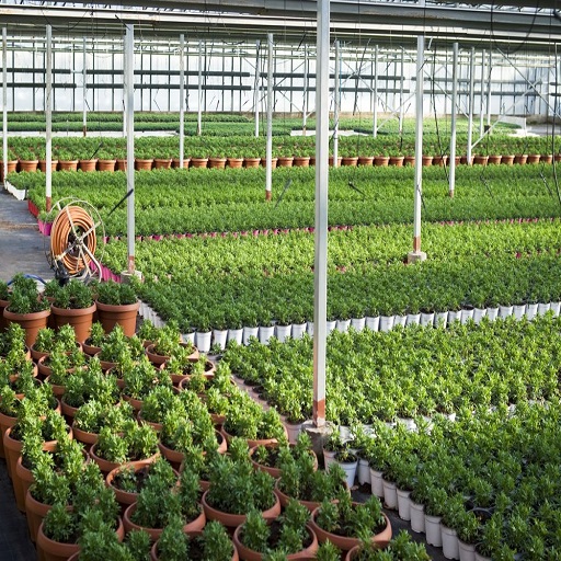 Organic Plant nursery