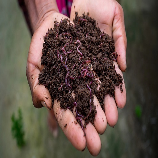 Organic Vermicompost