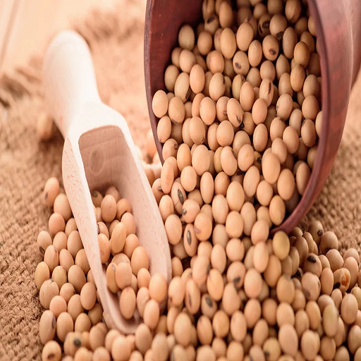 Organic Soybeans Seeds