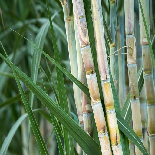 Organic Sugarcane