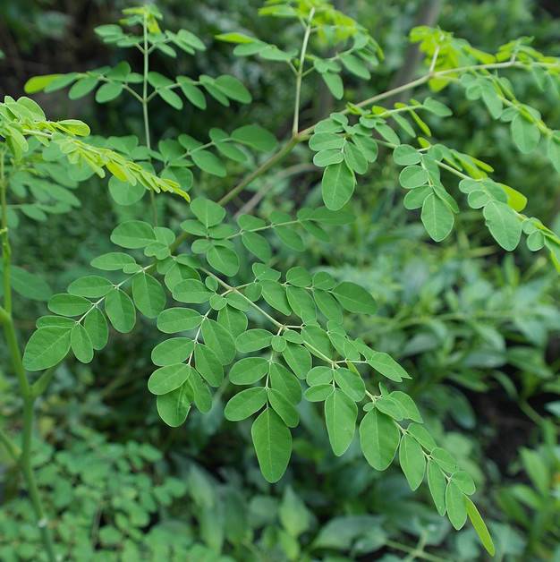 Moringa Leaves