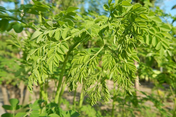 Moringa Leaves