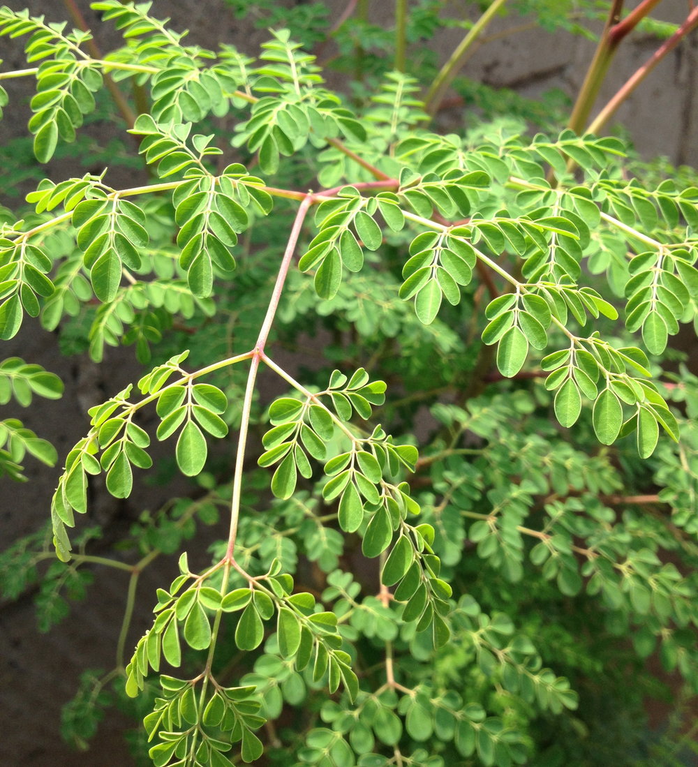 Moringa Leaves