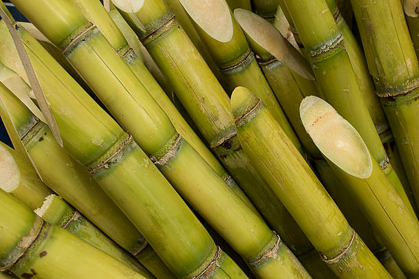 SugarCane