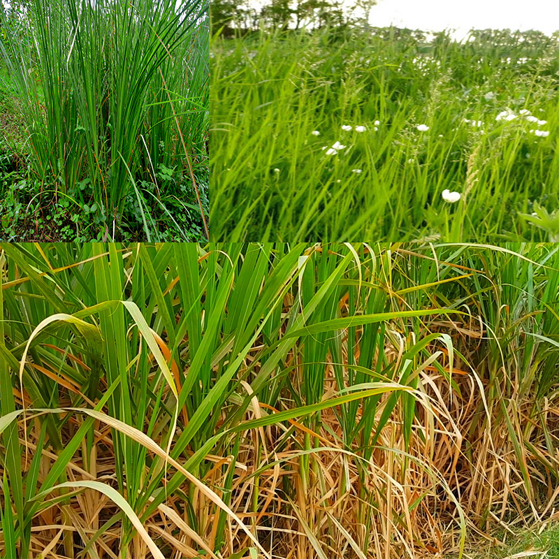 Natural Grass , Fodder