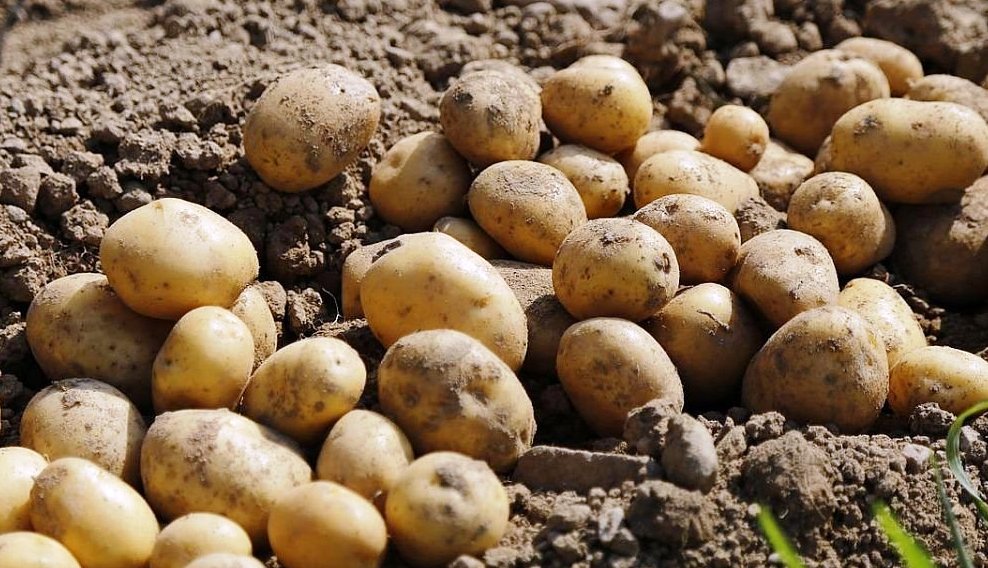 Organic Potato