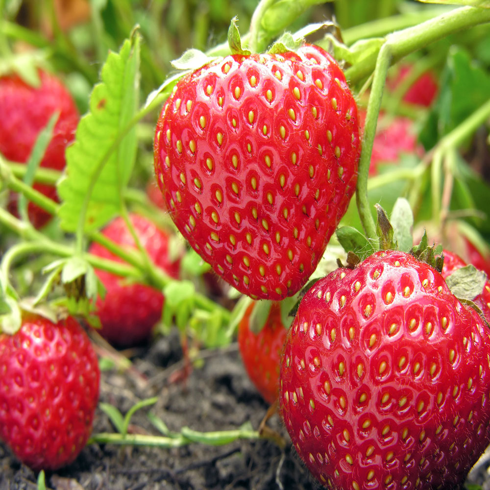 Organic Straw Berry Fresh