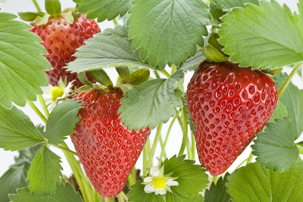 Organic Straw Berry Fresh