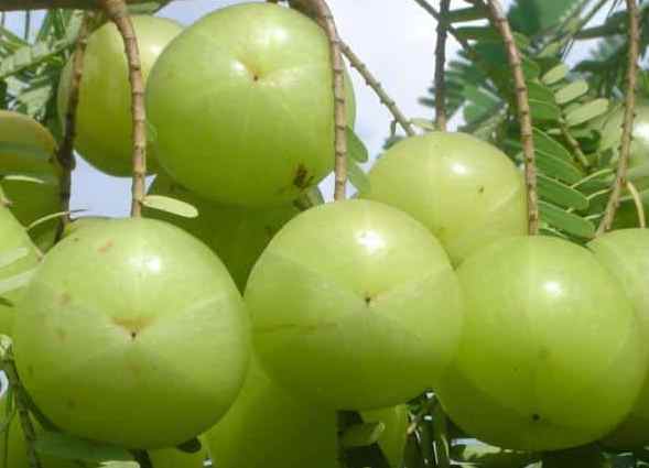 Organic Amla