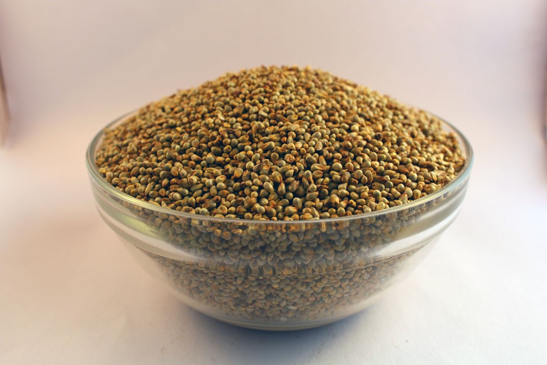 Bajra / Pearl Millet