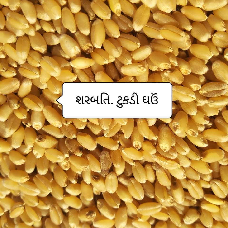 Organic Sharbati Tukdi Wheat