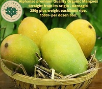 Alphanso premium Quality Organic Mangoes