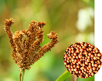 Finger Millet