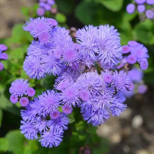 Ageratum Ball Mix Seeds