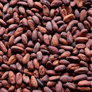 Cocoa Beans