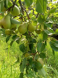 Pears