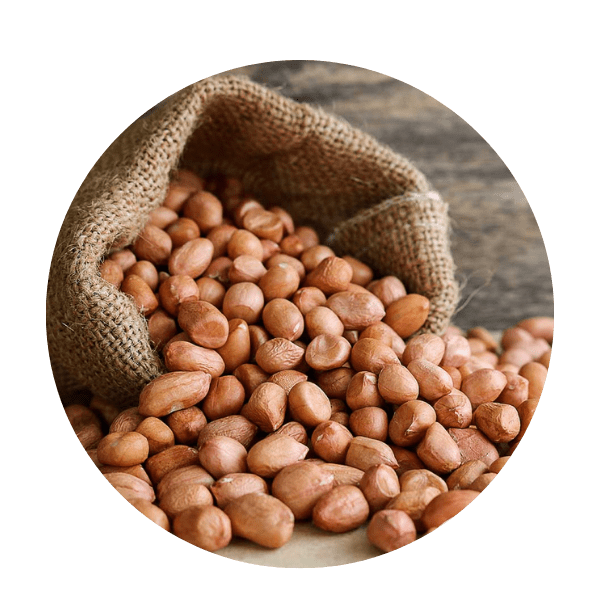 Groundnut / Peanut