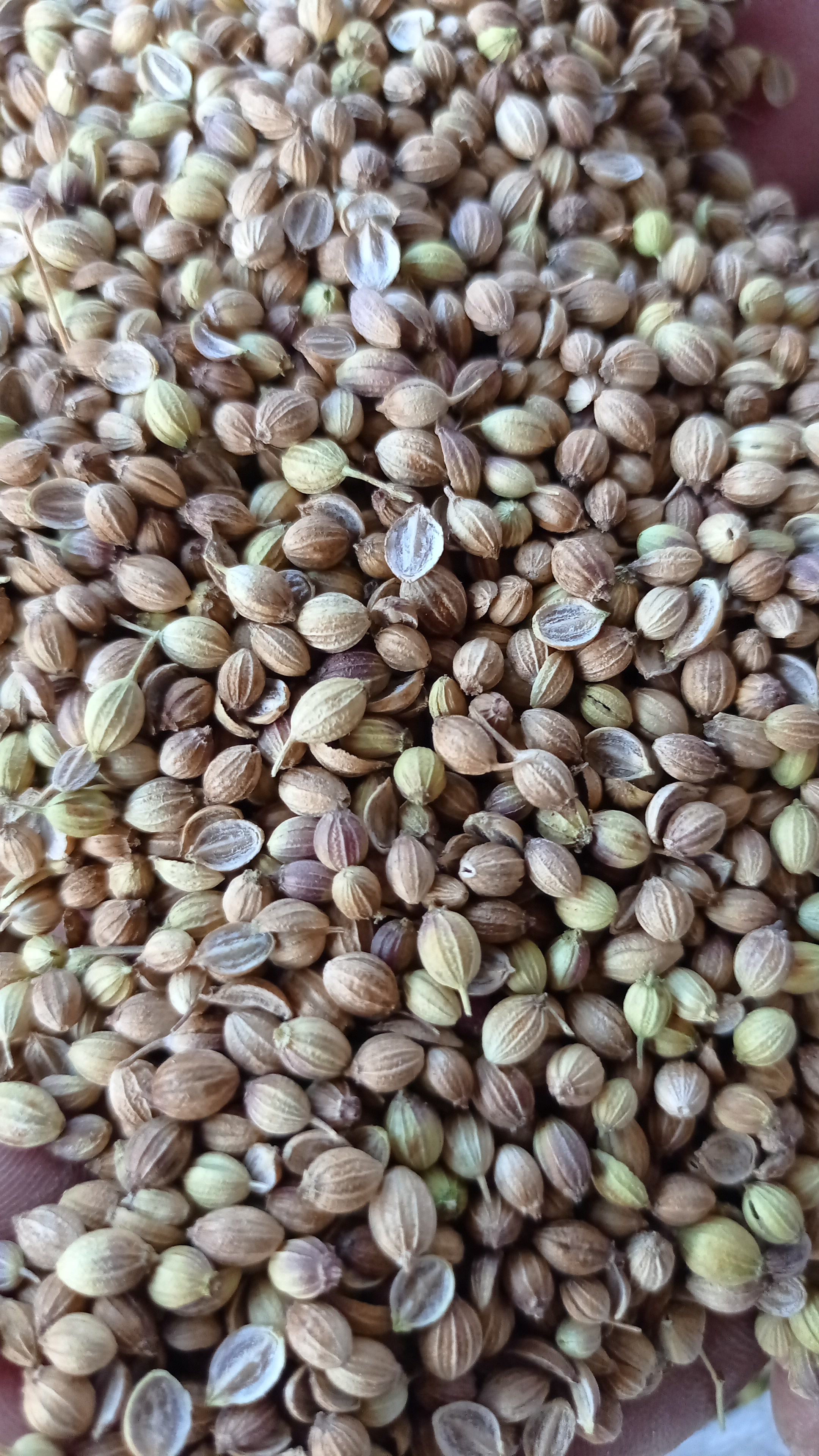 Organic coriander