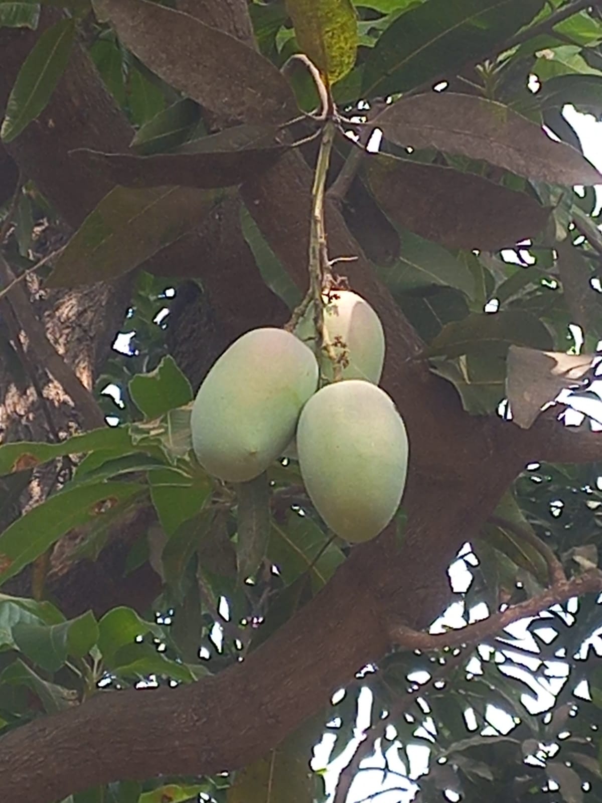 Organic Mango