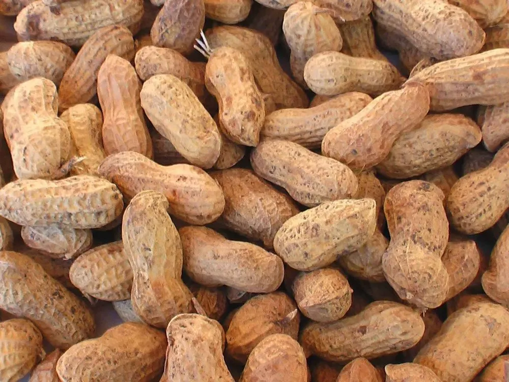 organic groundnut