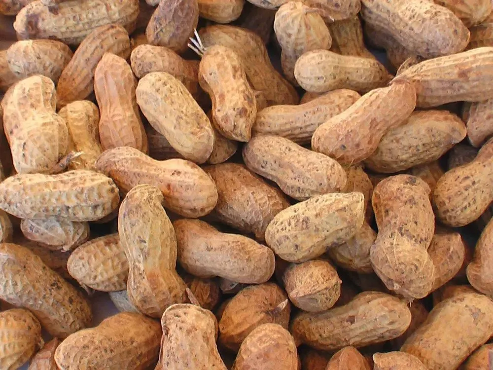 organic Ground nut