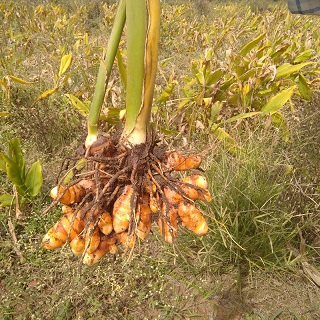 Organic Turmeric Seeds