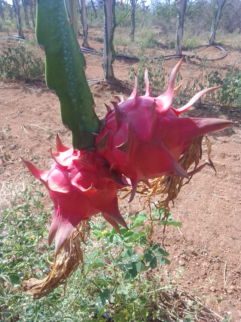 Dragon Fruit Red