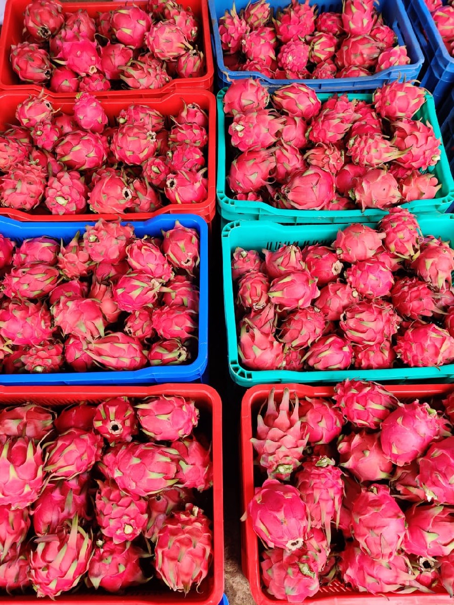 Dragon Fruit Red