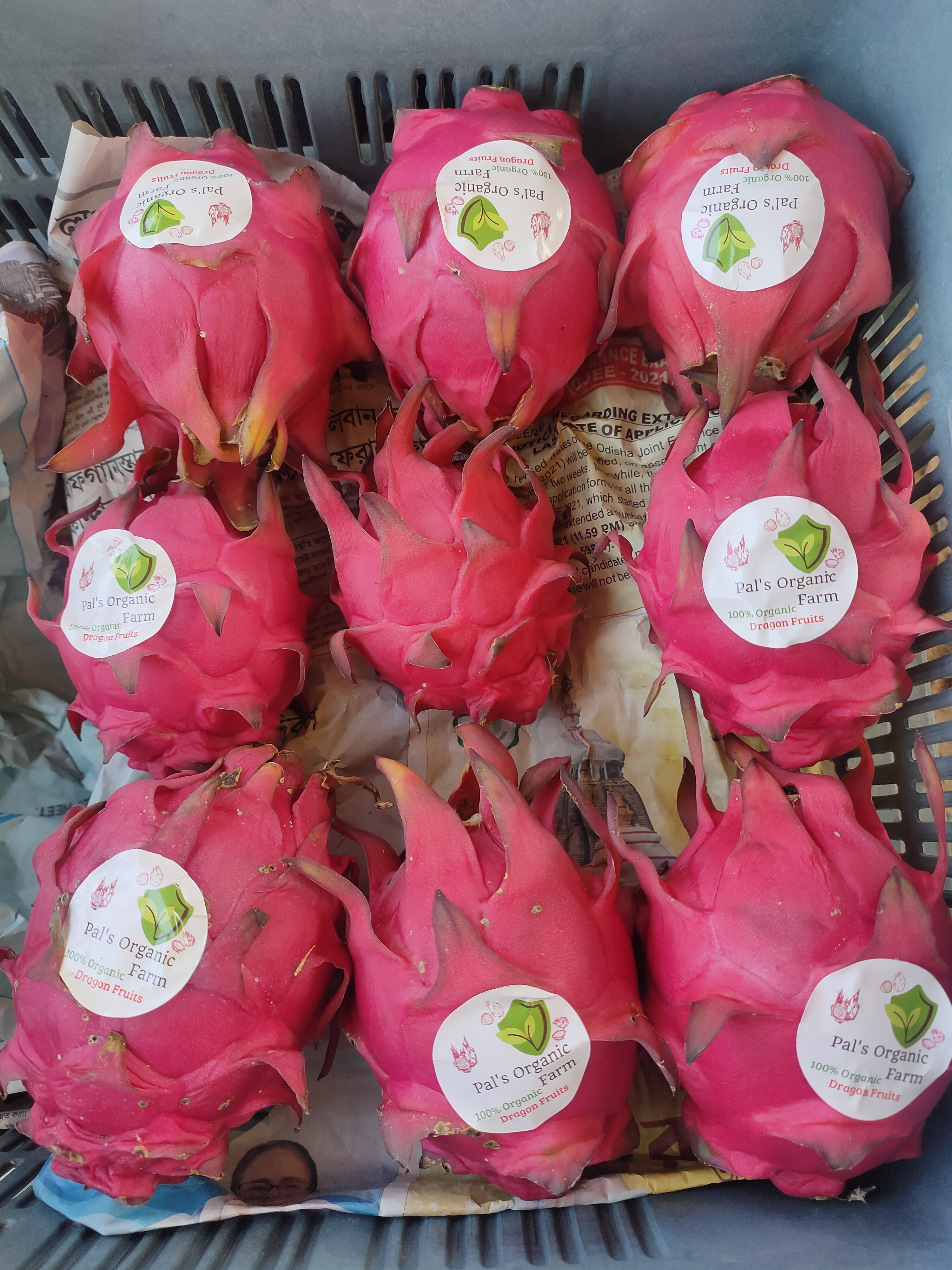 Red Dragon Fruit