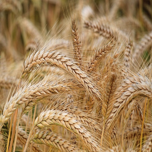 Organic Wheat