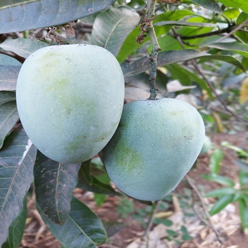 Organic Mango