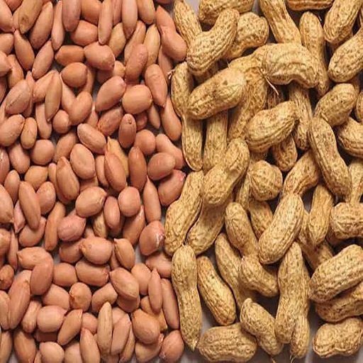 Peanut / Groundnut Kernel