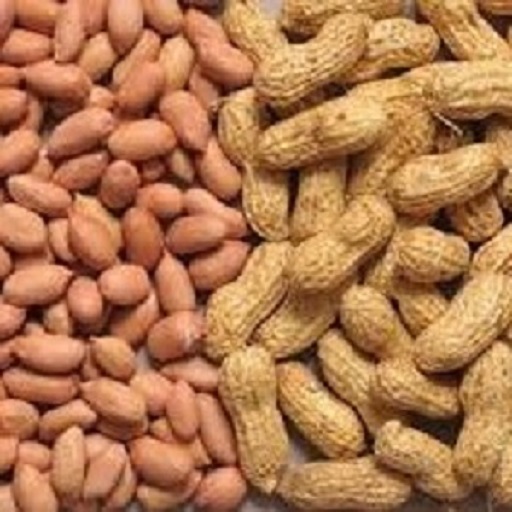 Groundnut