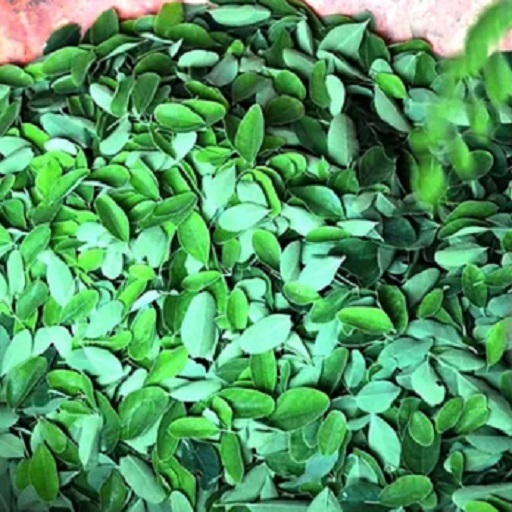 Natural Moringa leaves