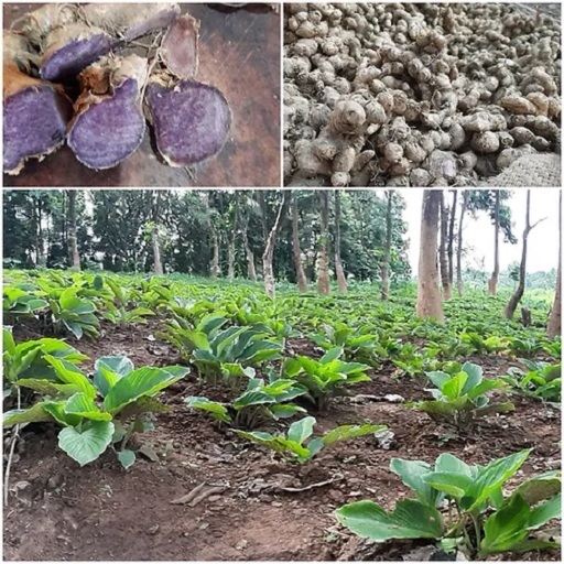 Natural Black Ginger or Kali Adrak